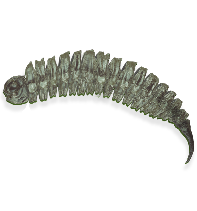 Big Fat Snail